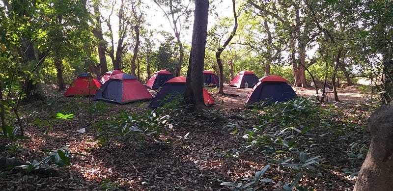 fireflies at rajmachi